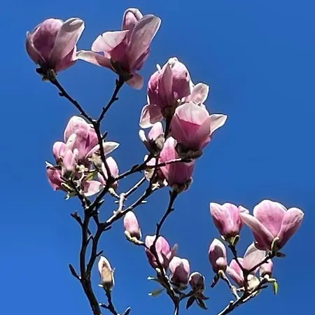 “le Magnolie”